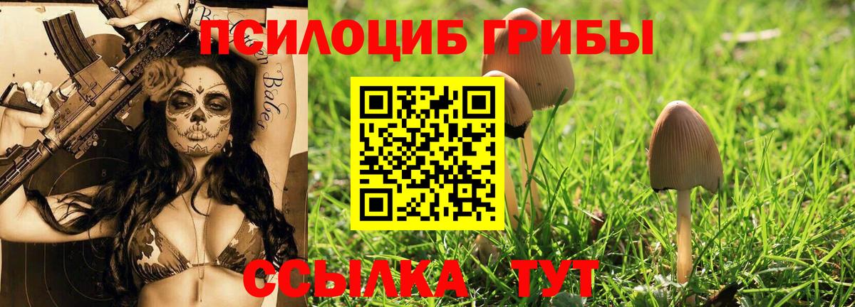 Арсеньев  Псилоцибиновые грибы Psilocybine cubensis  Вход с VPN 